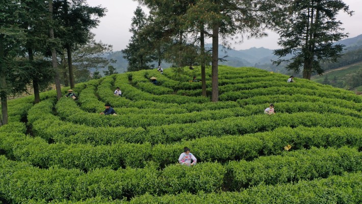 What's the difference between Organic Chun Mee 41022 and 41022A?