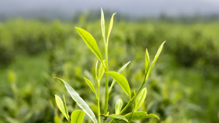 What are the differences between Organic Chun Mee 9380, 9369, and 9371?