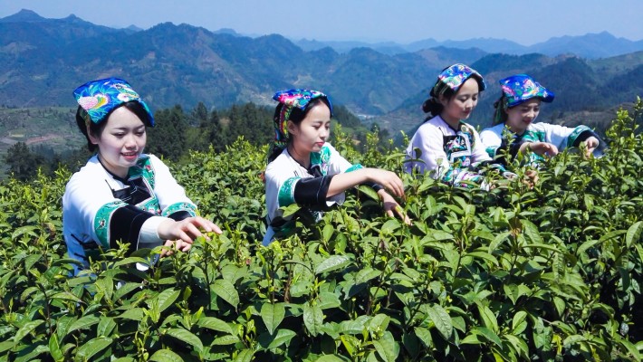 Organic Chun Mee 9380 Wholesale Customer Matching, Channel Positioning, and Purchasing Quality Guide