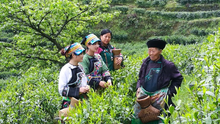 How can you use 5 types of Chun Mee to build high, mid, and basic tier product lines?